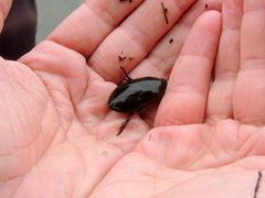 Megadytes glaucus