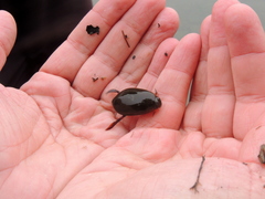 Megadytes glaucus