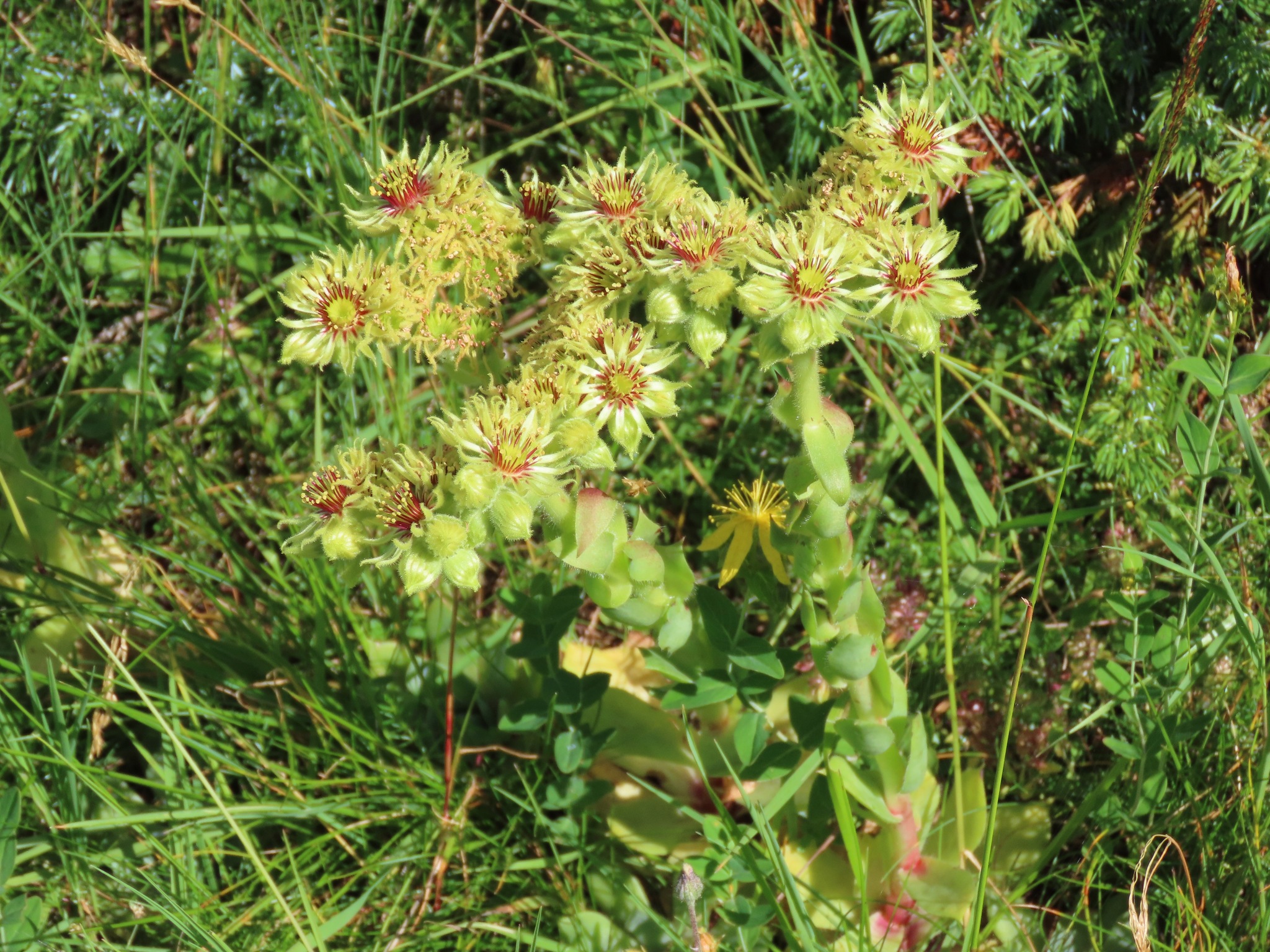 Sempervivum juvanii Strgar 2