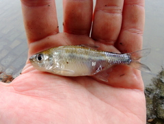 Bryconamericus iheringii