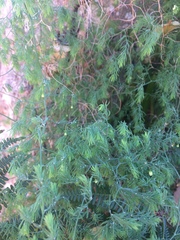 Asparagus declinatus