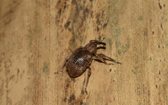 Phelypera distigma