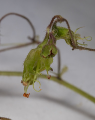 Heuchera richardsonii