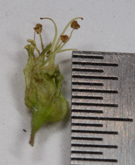 Heuchera richardsonii