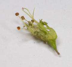 Heuchera richardsonii