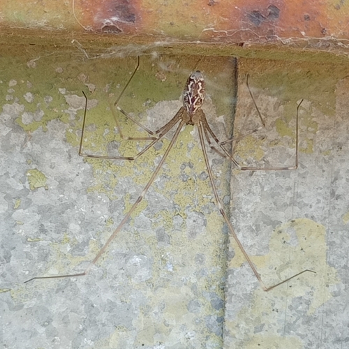 Marbled Cellar Spider