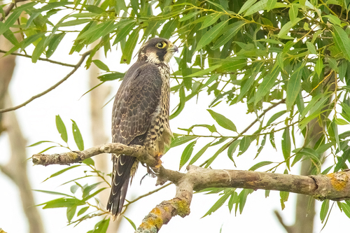 Halcón peregrino (Falco peregrinus)
