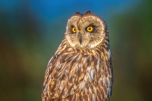 Búho campestre (Asio flammeus)