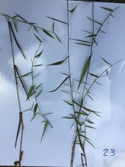 Dichanthelium dichotomum