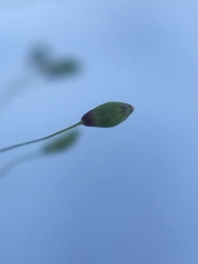 Dichanthelium dichotomum