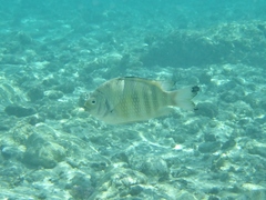 Abudefduf septemfasciatus