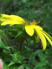 Silphium asperrimum
