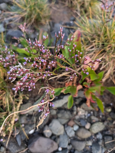 Image of Limonium humile by (c) Jack Alcorn, some rights reserved (CC BY)