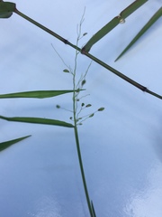 Dichanthelium dichotomum