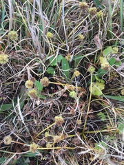 Sanicula arctopoides