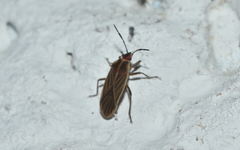 Hadrosomus teapensis