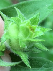 Silphium asperrimum