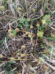 Sanicula arctopoides