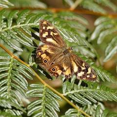 Heteronympha banksii