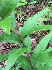 Silphium asperrimum
