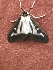 Cydalima