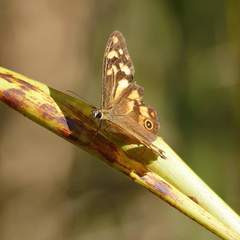 Heteronympha banksii