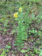 Silphium asperrimum
