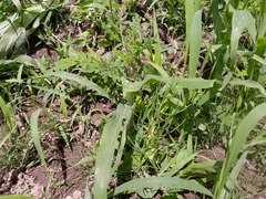 Zea mays mays
