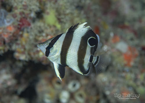 Banded Butterflyfish