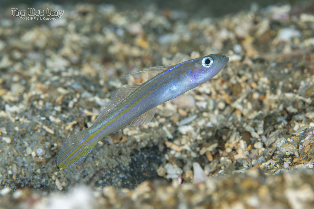 Seminole goby (Microgobius carri) — Gobiidae