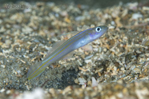 Seminole goby (Microgobius carri) — Gobiidae