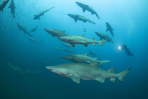 Sand Tiger Shark