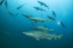 Sand Tiger Shark