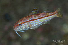 Red Goatfish photo 2