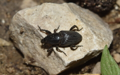 Cosmopolites sordidus