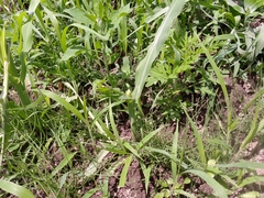 Zea mays mays