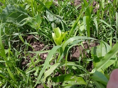 Zea mays mays