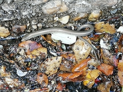 Chalcides striatus