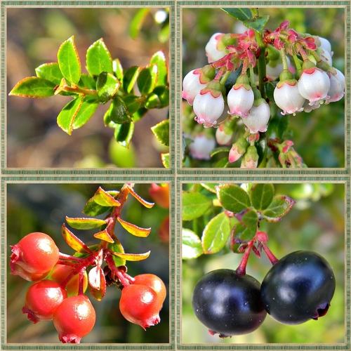 Shiny Blueberry (Vaccinium myrsinites) · iNaturalist Australia