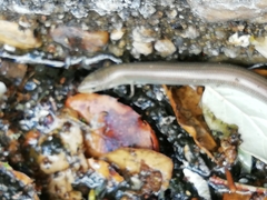 Chalcides striatus