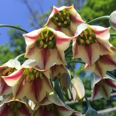 Allium siculum