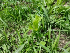 Zea mays mays