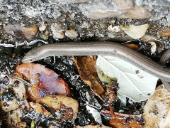 Chalcides striatus