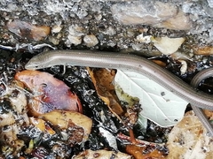 Chalcides striatus