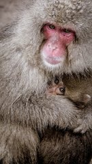 Macaca fuscata fuscata