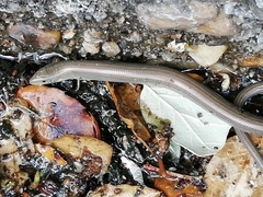 Chalcides striatus