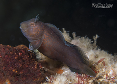 Crested Blenny photo 3