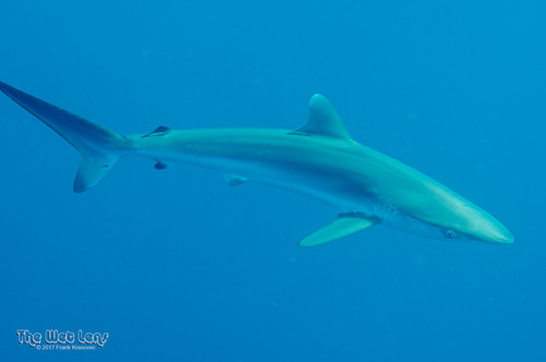 Kanhaai (Carcharhinus falciformis) — Carcharhinidae — 2
