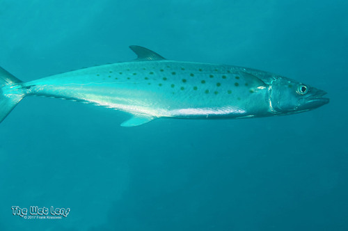 Atlantic Spanish Mackerel