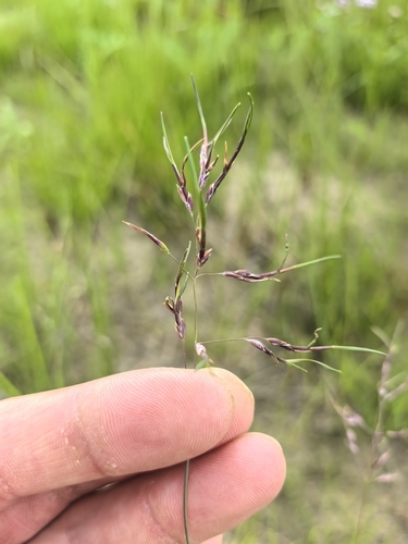 Poa alpigena, 2024-08-02